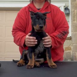 Captain Jack (Blue Collar) - Harlequin male Beauceron puppy in Waller, Texas from Côté Obscur