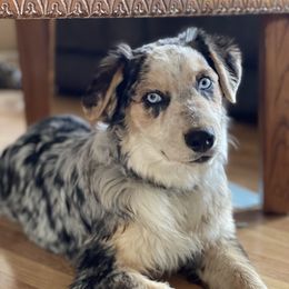 River - Australian Shepherd