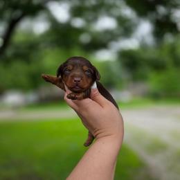 Zazu - Chocolate and tan male Dachshund puppy in Indianapolis, Indiana from Homegrown Hoosier Kennels