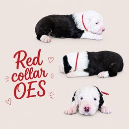 Red collar - Gray and white male Old English Sheepdog puppy in Mesa, Arizona from Desert Sheepies and Doodles
