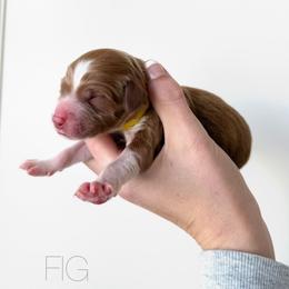 Fig - Apricot male Goldendoodle puppy in Independence, Oregon from Ankeny Doodles