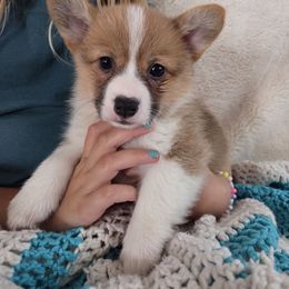 Petunia - Red female Pembroke Welsh Corgi puppy in Nunica, Michigan from Crockery Creek Corgis