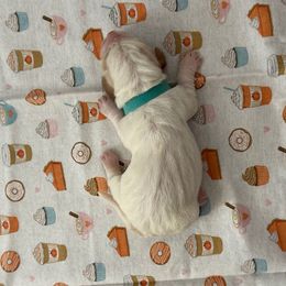 Teal collar - 3,550.00 - Lemon and white female Basset Hound puppy in Columbia, South Carolina from Pawmetto Hounds