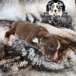 Girl 4 - Red tri-color female Australian Shepherd puppy in Harpers Ferry, Iowa from Wexford Creek Aussies, LLC