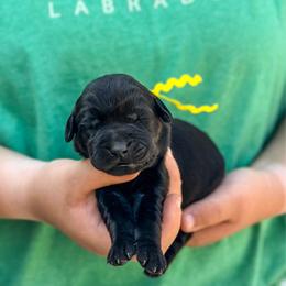 Yellow girl - Black female Labrador Retriever puppy in Lake City, Michigan from Loon Lake Labradors