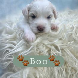 Boo - male Cavapoochon puppy in Bullard, Texas from Cavapoochon Central LLC