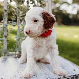 Gregory - Parti male Goldendoodle puppy in Old River Winfree, Texas from RadDoodles