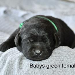 Green female - Black female Labrador Retriever puppy in Mississippi from Sure Shot English Labs