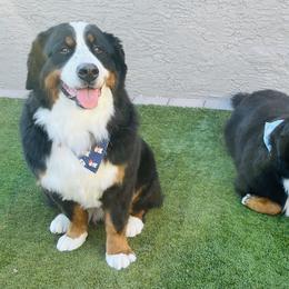 Bernese Mountain Dog All Grown Up from Copper Star Bernese Mountain Dogs