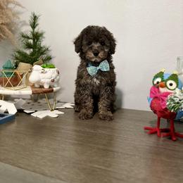Poodle Puppies from Silver Ivory
