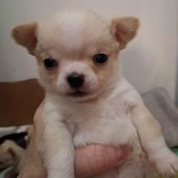 AKC Zipit - Cream and white male Chihuahua puppy in Bloomington, Indiana from TJs Chihuahuas