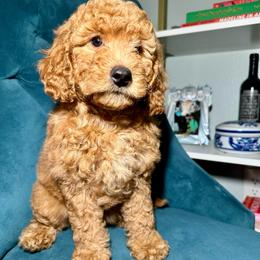 Grey Collar - Apricot female Goldendoodle puppy in Cocoa, Florida from Leopard n Lace Doodles