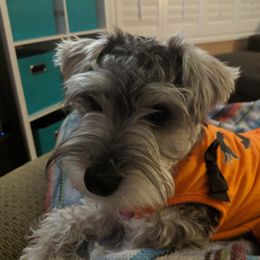 Miniature Schnauzer Puppies from Texas Dreams Mini Schnauzers