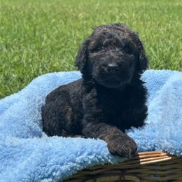 Pending - Sable female Goldendoodle puppy in Houston, Texas from Bay Area Doodles