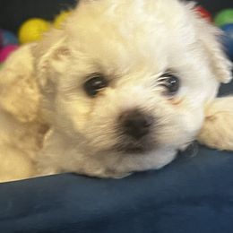 Oliver - White male Bichon Frise puppy in Anza, California from Top Shepherd & Bichon Frisé