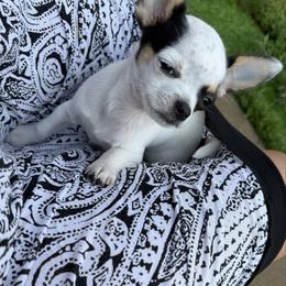 Lizzy AKC - Black and white female Chihuahua puppy in Amity, Pennsylvania from Rhoda and Verna