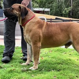 Stax - Boerboel