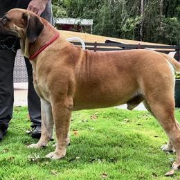 Stax - Boerboel