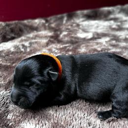 Paprika - Black female Scottish Terrier puppy in Oak Harbor, Washington from Nicole's Scottish Terriers