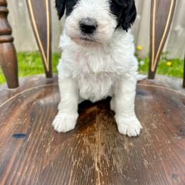 Ford - Black and white male Bernedoodle puppy in Urbandale, Iowa from Bernedoodlesbest