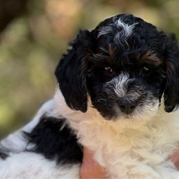 Boy 1 - Parti Poodle puppy in Dallas, Texas from Infinity Poodles