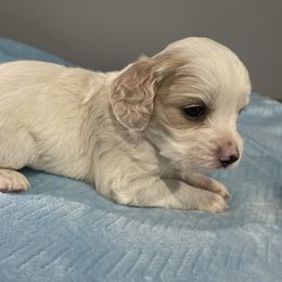 Cockapoo and Pomeranian Puppies from Luna Kennel