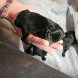 Black tan male 1 - Black and tan male Schipperke puppy in Randsburg, California from Light's Family Farm & Schipperke Ranch