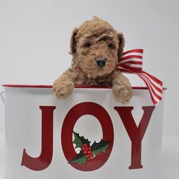 Australian Labradoodle Puppies from Serendipity Doodles