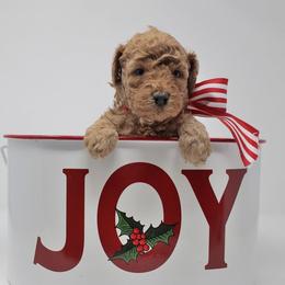 Australian Labradoodle Puppies from Serendipity Doodles