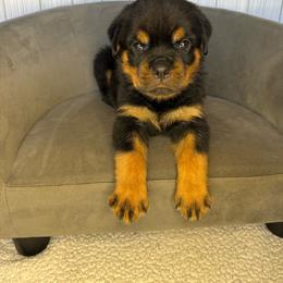 Lime boy - Black and mahogany male Rottweiler puppy in Reno, California from VHF
