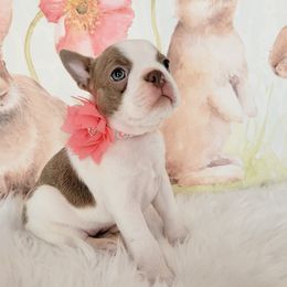 Boston Terrier Puppies from Our Gang Bostons