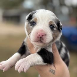 Tucker - Blue merle male Australian Shepherd puppy in Orlando, Florida from Skaky Shepherds