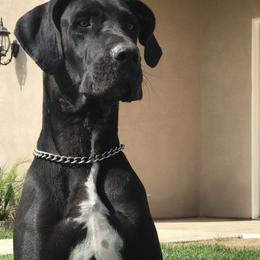 Great Dane All Grown Up from DNA Great Danes