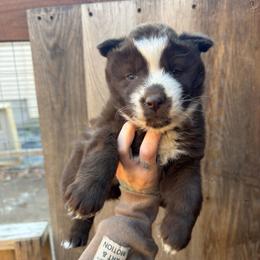 Girl 2 - Brown and white female Siberian Husky puppy in Iron River, Wisconsin from Wiemeri Siberians
