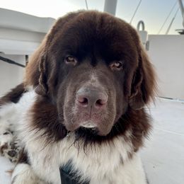 Finn - Newfoundland