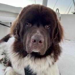 Finn - Newfoundland