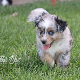 Australian Shepherd, Miniature American Shepherd, Miniature Australian Shepherd, and Toy Australian Shepherd Puppies from Painted Blue Aussies