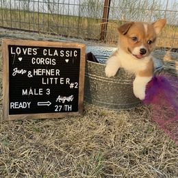 Pembroke Welsh Corgi Puppies from Loves Classic Corgis