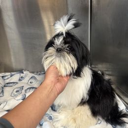 Marty - Shih Tzu