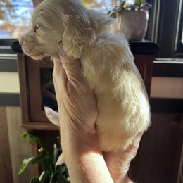 Girl 1 - Cream female Dachshund puppy in Gouverneur, New York from Dack Dachshunds