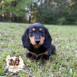 BLACKJACK - Black and tan male Dachshund puppy in Alto, Texas from Double W Doxies