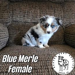 Nell - Blue merle female Miniature Australian Shepherd puppy in Jaroso, Colorado from Heaven Sent Aussies