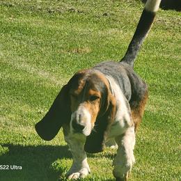 Basset Hound puppies from The Walls Hounds With Heart