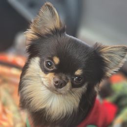 Tug - Chihuahua