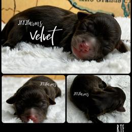 (5) Velvet, RTF - Red tri-color female Miniature American Shepherd puppy in Huntington, Texas from JKKJ Farms, LLC