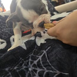 Boston Terrier Puppies from Aronow pups