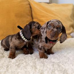 Jack Jack - Dapple male Dachshund puppy in Calexico, California from The house of Dachshund