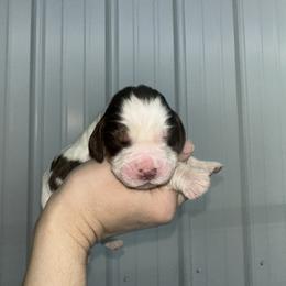 Abraham - Liver white and tan male English Springer Spaniel puppy in Winchester, Kentucky from Hidden Springs Farm
