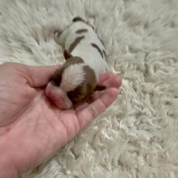 Boy 1 - Seal and white male Boston Terrier puppy in Eight Mile, Alabama from Bishop's Bostons