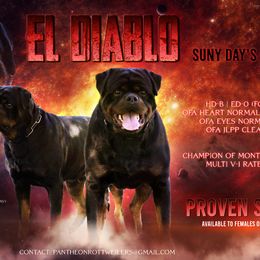 El Diablo - Rottweiler